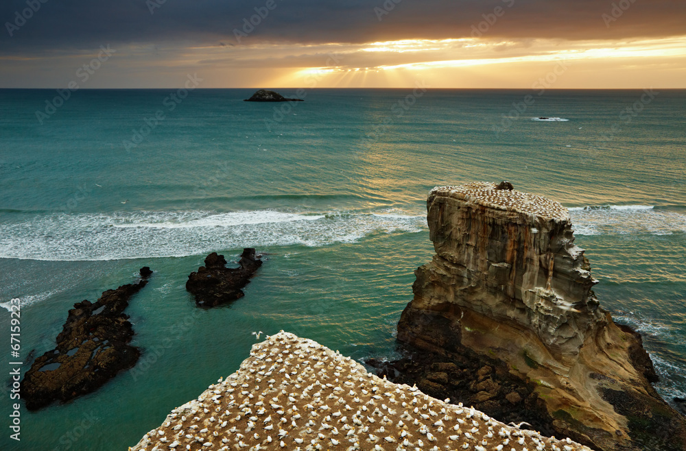 Gannet colony, New Zealand