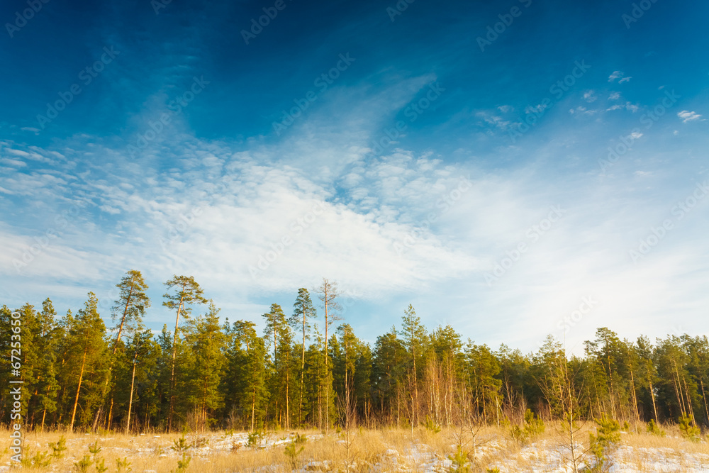 First snow covered the dry yellow grass in forest