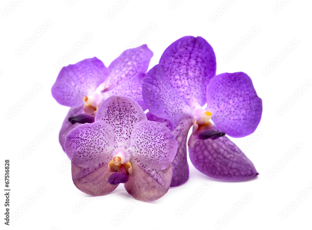 beautiful blooming orchid isolated