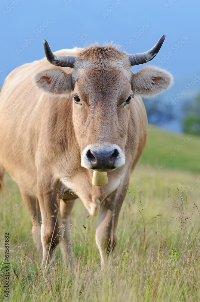 Cow in nature