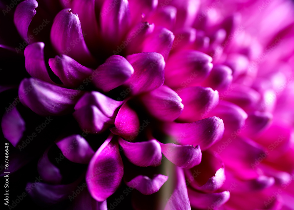 Dahlia autumn flower petals closeup