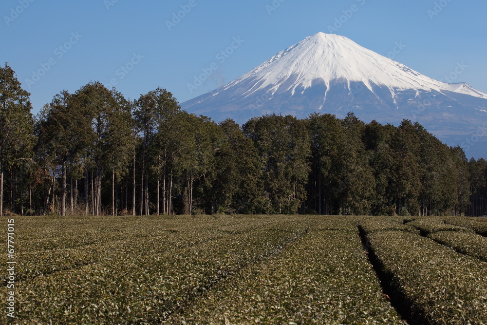 背景中的日本绿茶农场和富士山