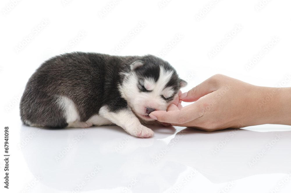 Cute puppy with caressing hand on white