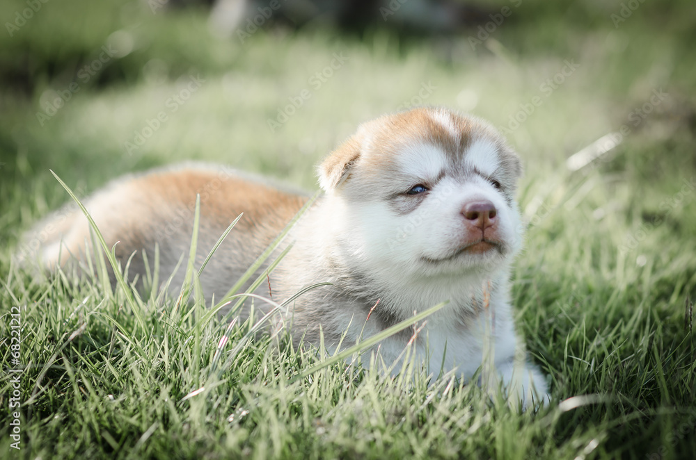 Cute puppy siberian husky  on grass