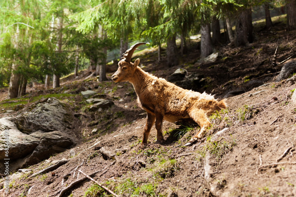 森林中的Ibex