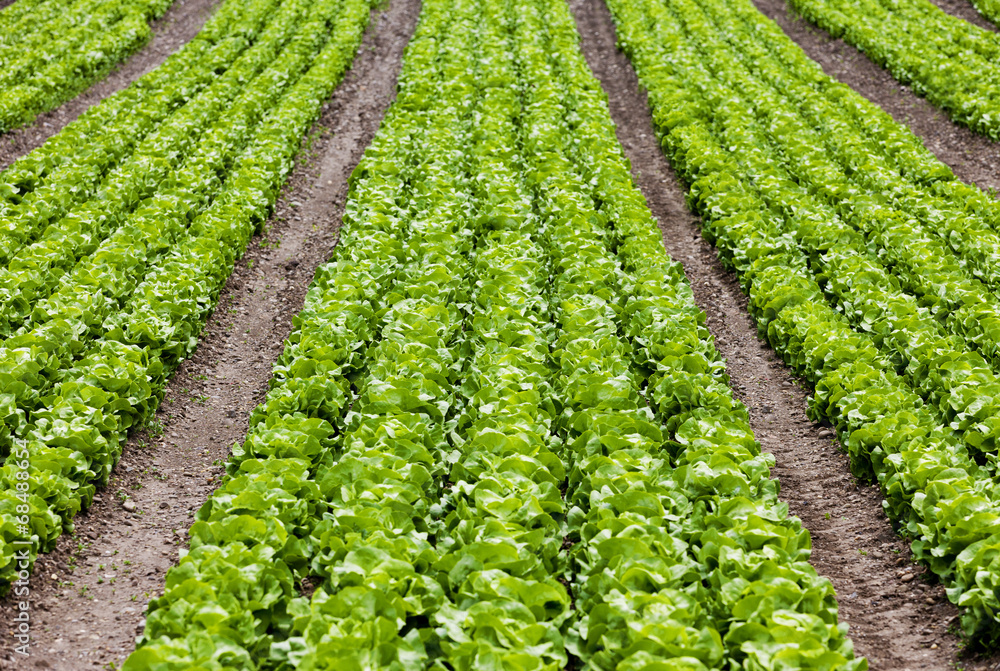 Salatfeld mit Kopfsalat