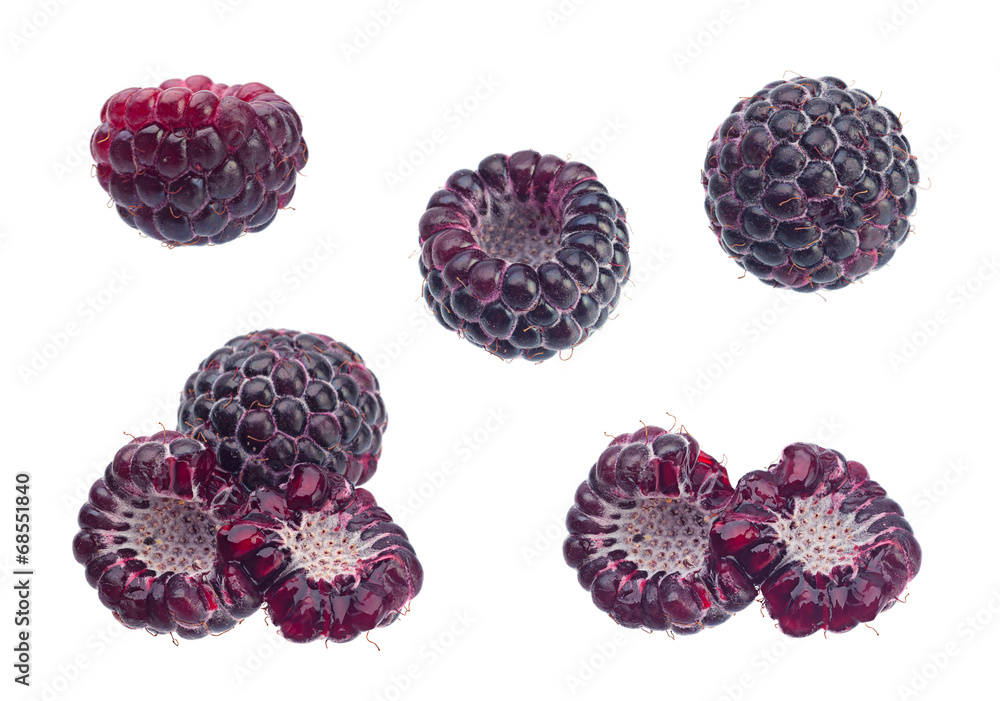 Cumberland black raspberry