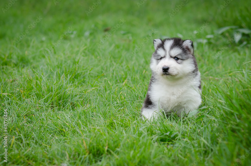 Puppy Sitting In the grass with copyspace on the left