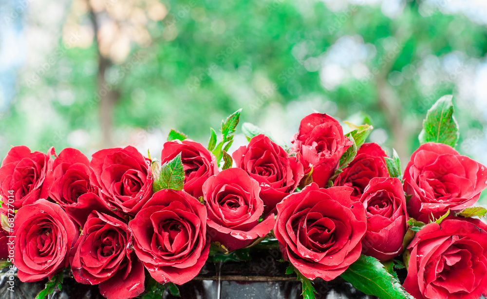 beautiful, beauty, bloom, bright, close, close-up, closeup, day,