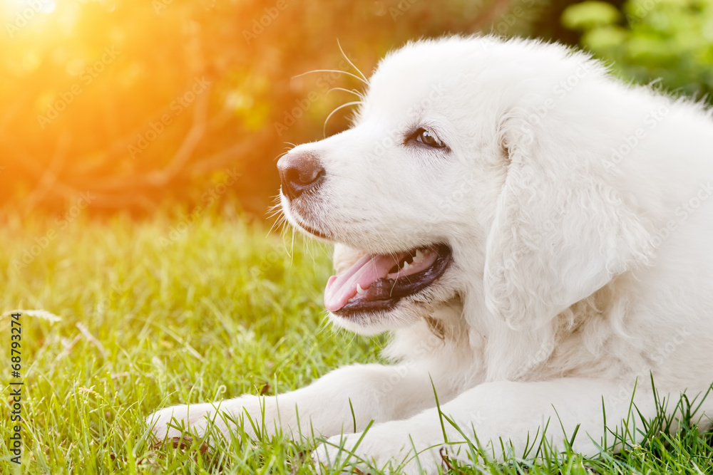 可爱的白色小狗躺在草地上。波兰塔特拉牧羊犬