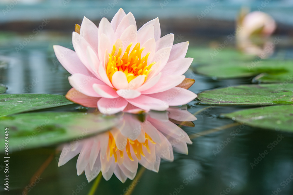 Beautiful Pink Lotus, water plant with reflection in a pond