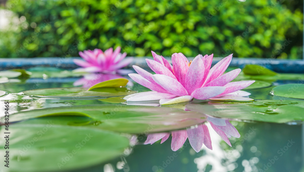 Beautiful Pink Lotus, water plant with reflection in a pond