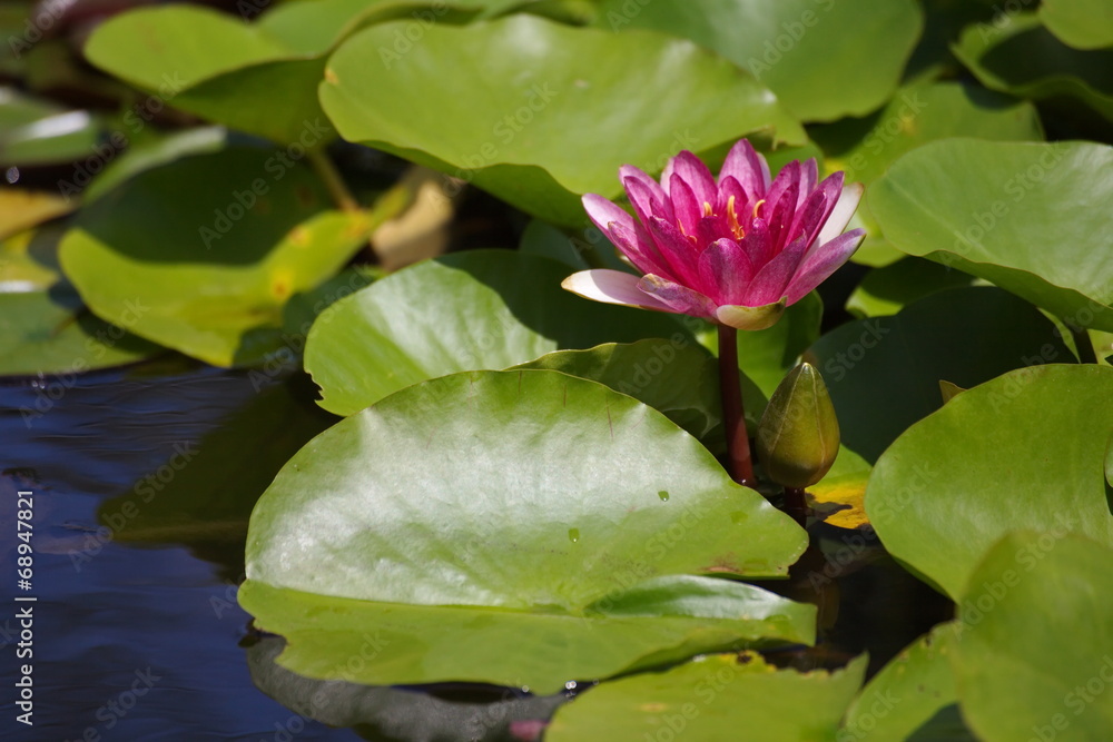 夏日池边盛开的粉莲花