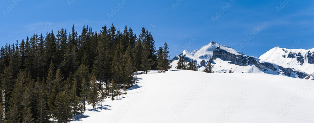 以山为背景的雪原松林