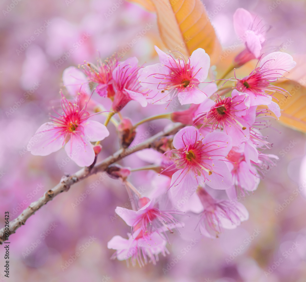 野生喜马拉雅樱桃，泰国樱花粉色花朵