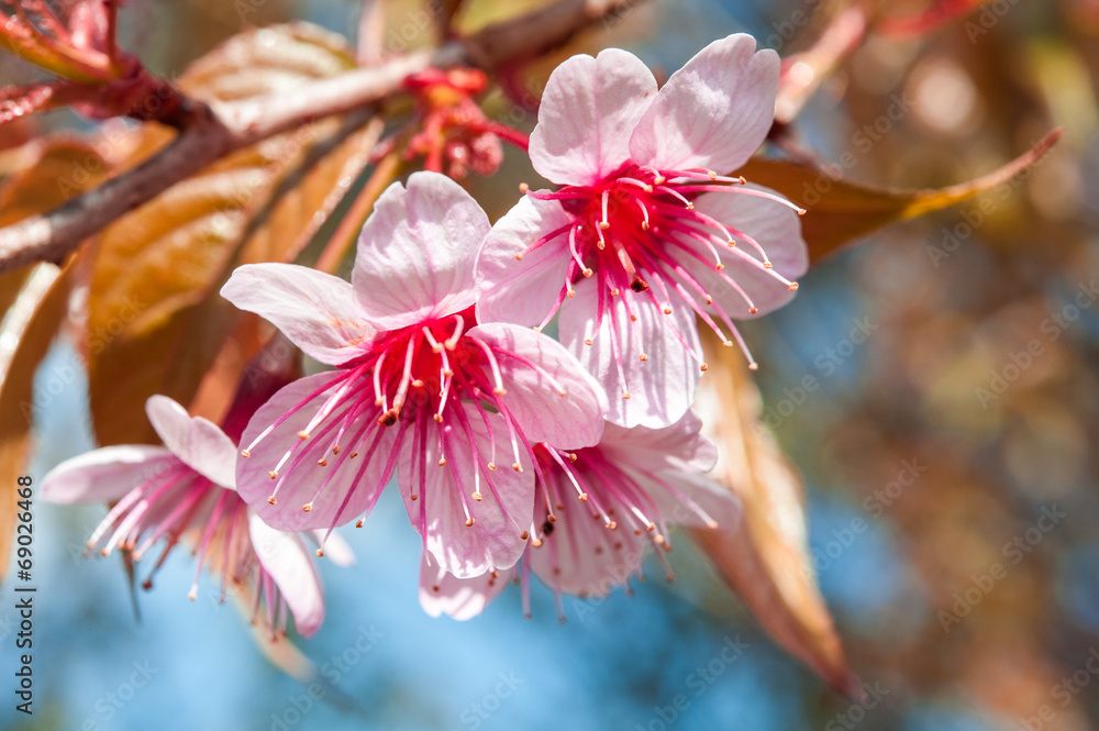 野生喜马拉雅樱桃，泰国樱花粉色花朵