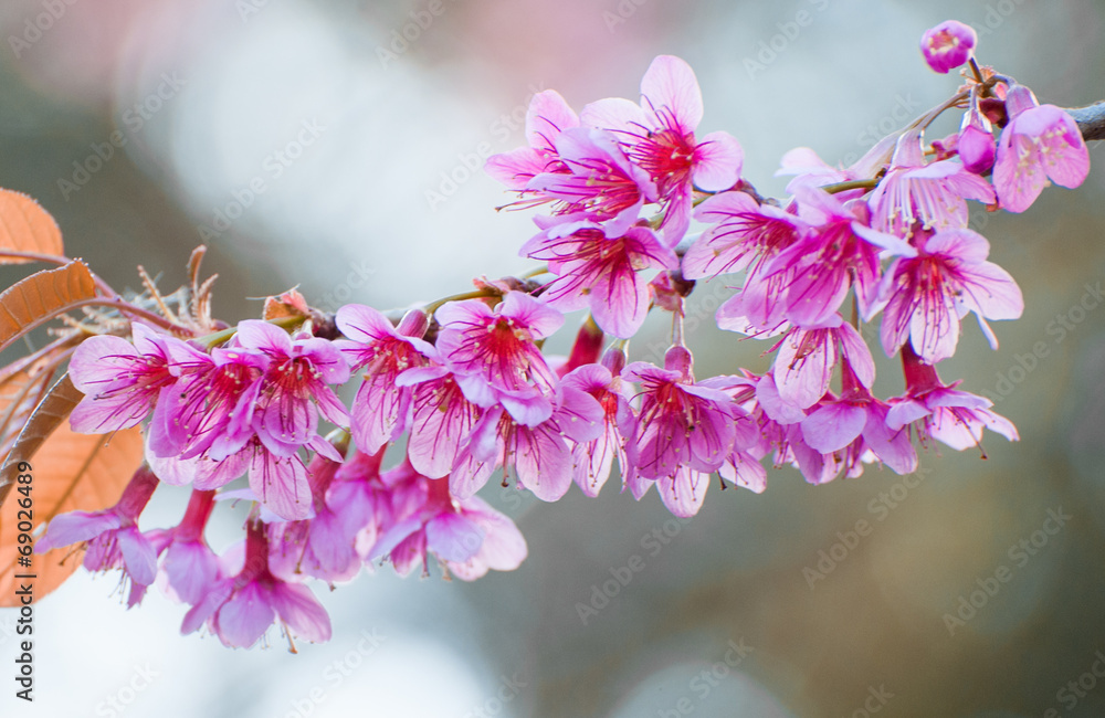 野生喜马拉雅樱桃，泰国樱花粉色花朵