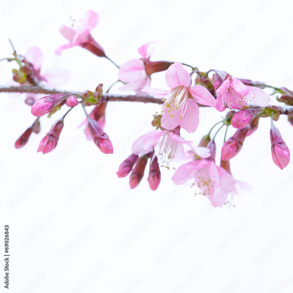 Wild Himalayan Cherry, Thailand Sakura pink flower