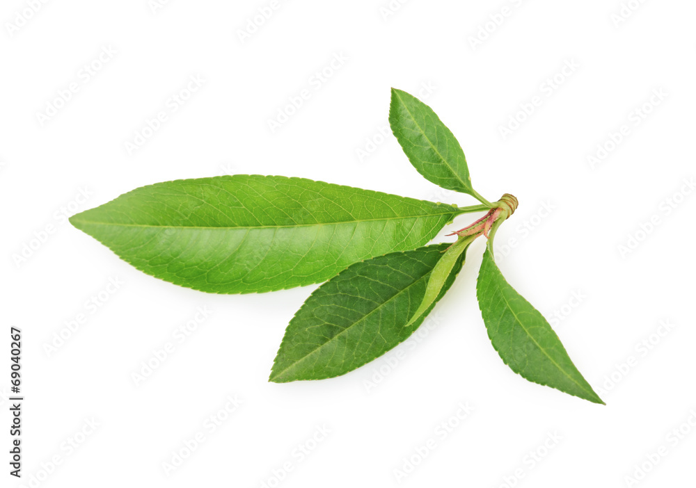 Peach leaf isolated on white background