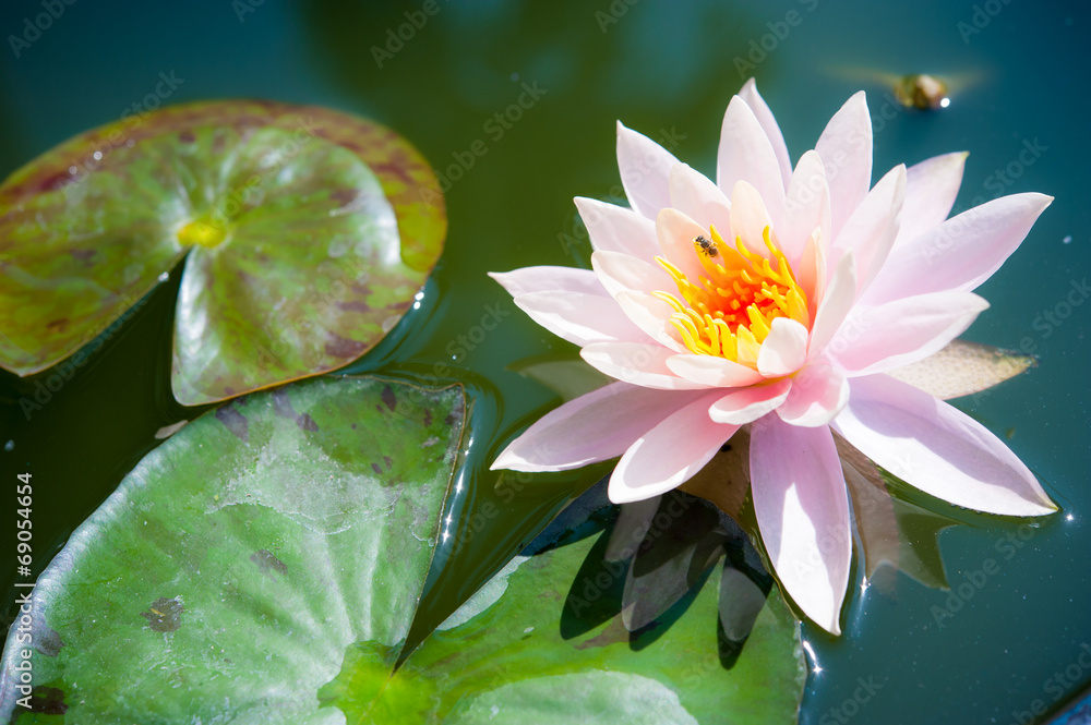 抽象美丽的粉红色睡莲或黑白莲花