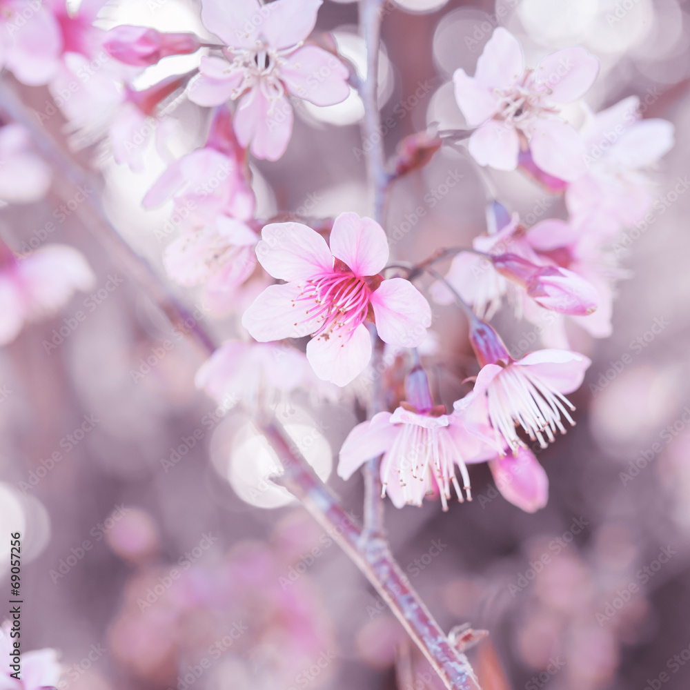 野生喜马拉雅樱桃，泰国樱花粉色花朵