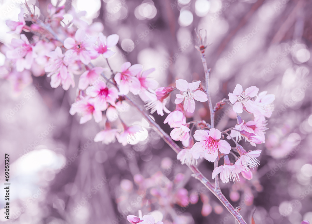 野生喜马拉雅樱桃，泰国樱花粉色花朵