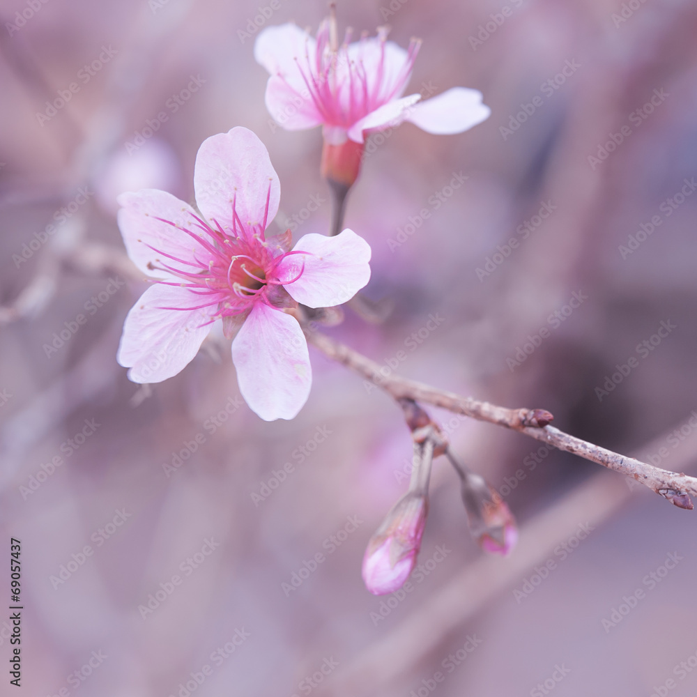 野生喜马拉雅樱桃，泰国樱花粉色花朵