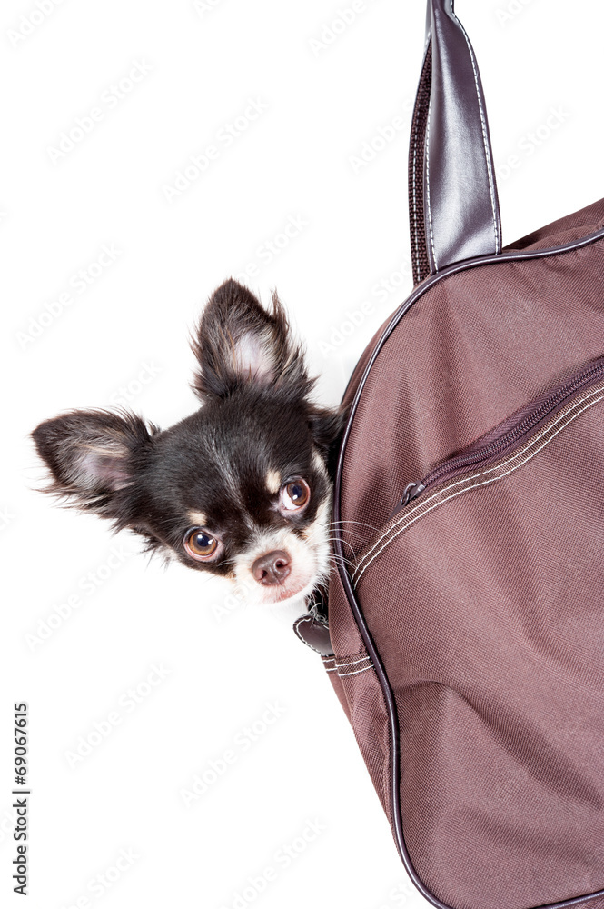 Chihuahua in a bag isolated on white background