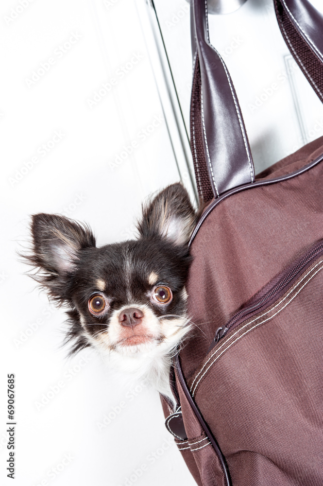 Chihuahua in a bag