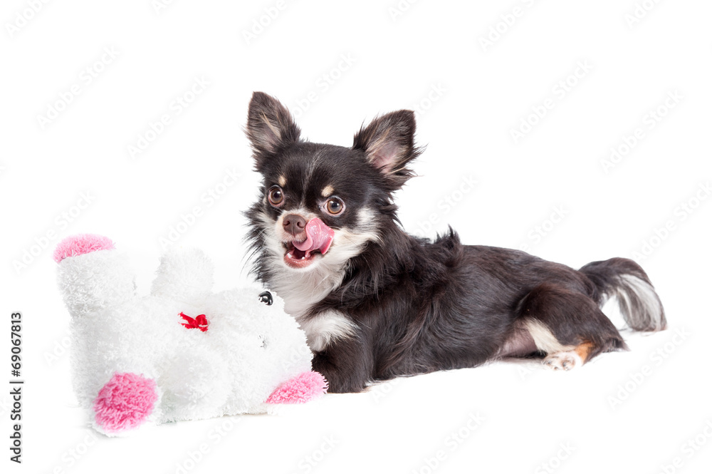 Chihuahua with a teddy bear doll