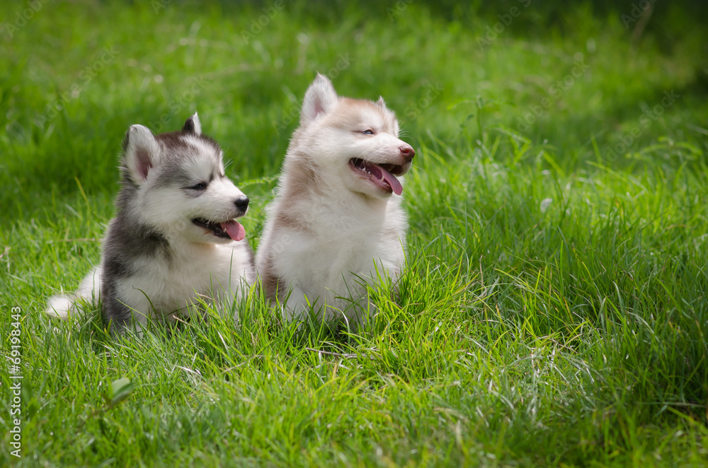 puppy on grass