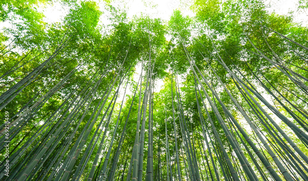 竹林，日本京都荒山的竹林