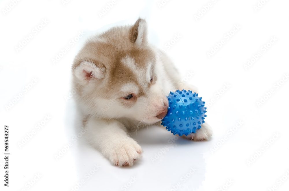 Siberian husky playing with a ball