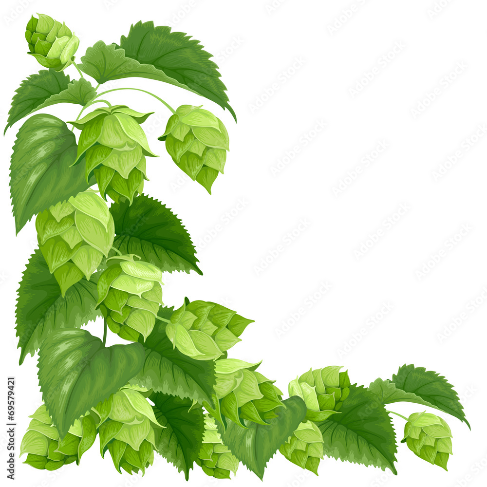 Branch of hops