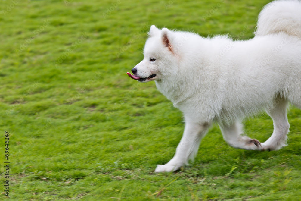 萨摩耶犬在草地上奔跑