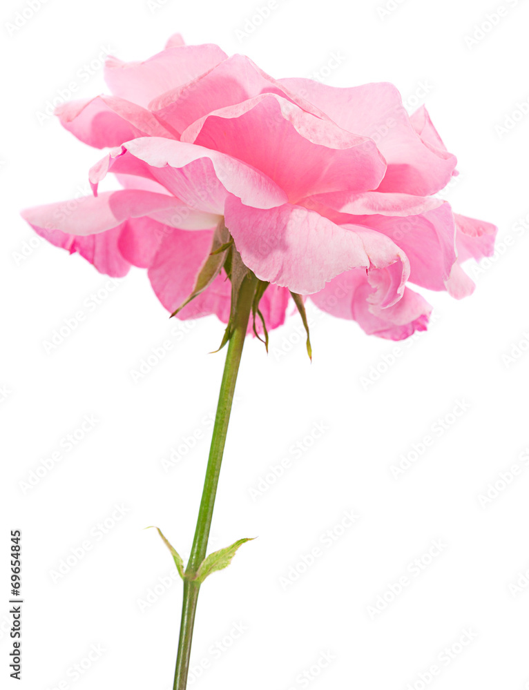 Pink rose