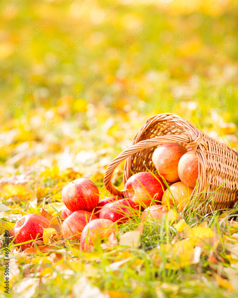 Autumn fruits