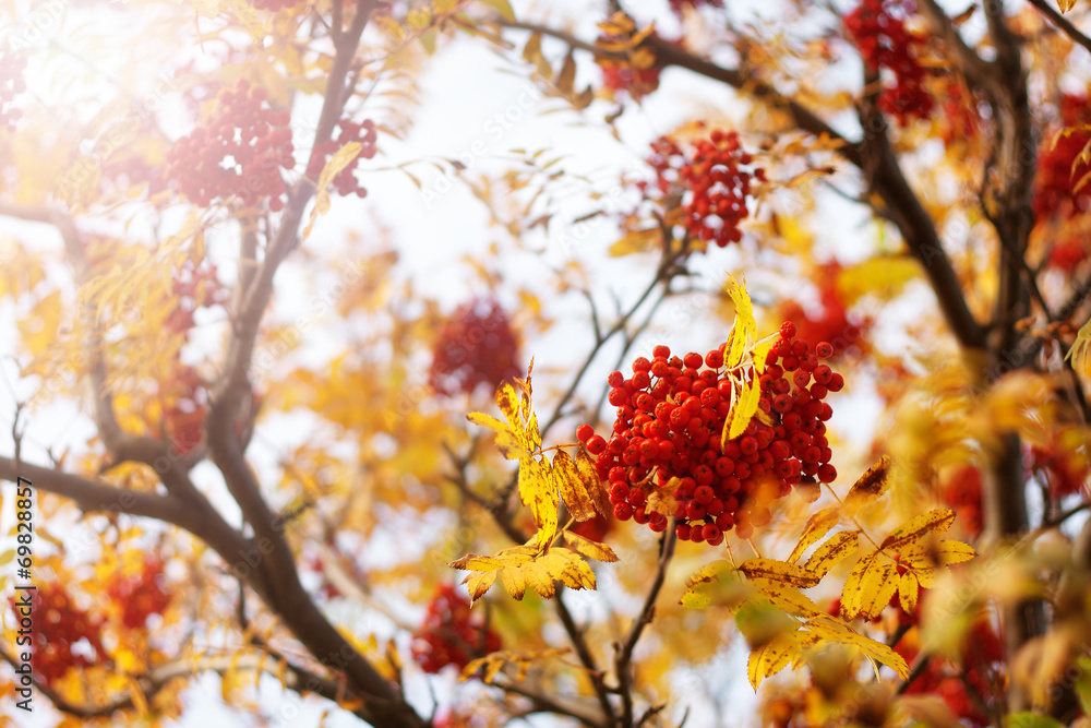 Rowan tree branches in autumn