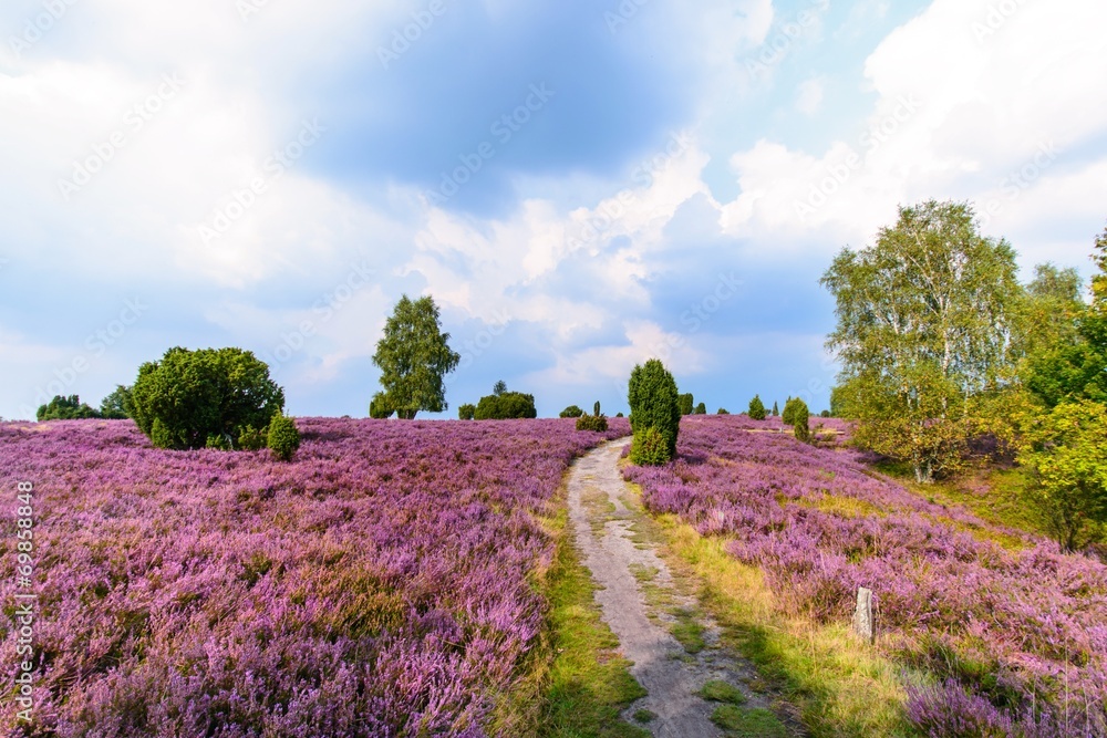 Wanderweg durch die blühende Heidelandschaft