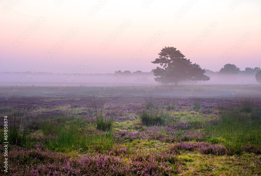 traumhafter Sonnenaufgang bei Nebel in der Lüneburger Heide