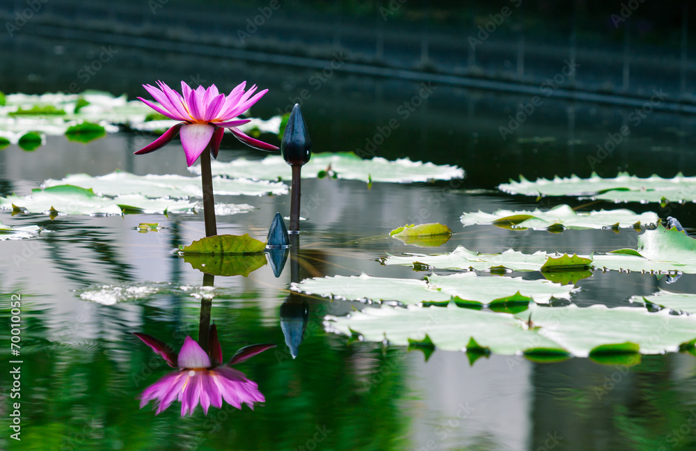 池塘里美丽的粉红色莲花睡莲