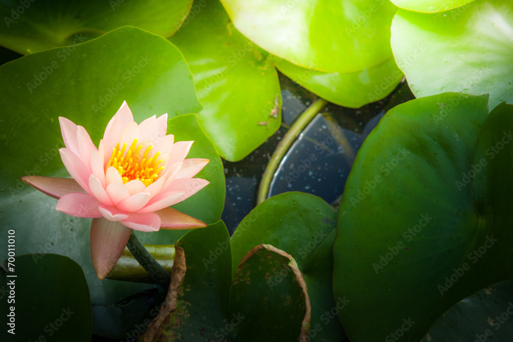 Pink lotus or water lily in pond