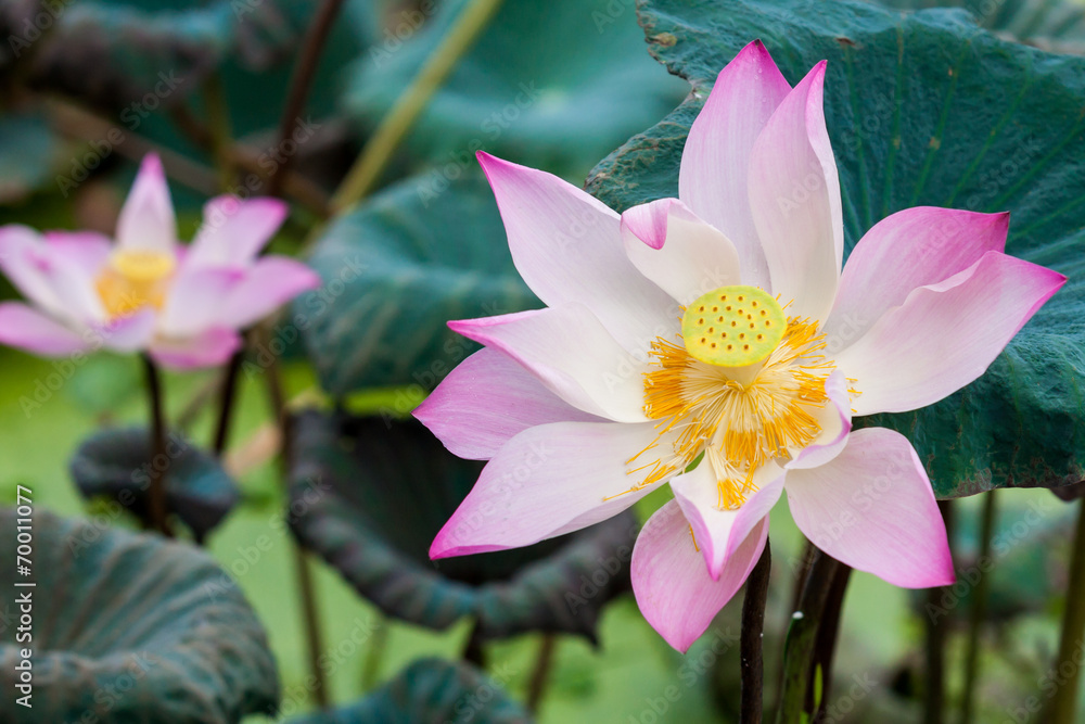 池塘里的粉莲花或睡莲