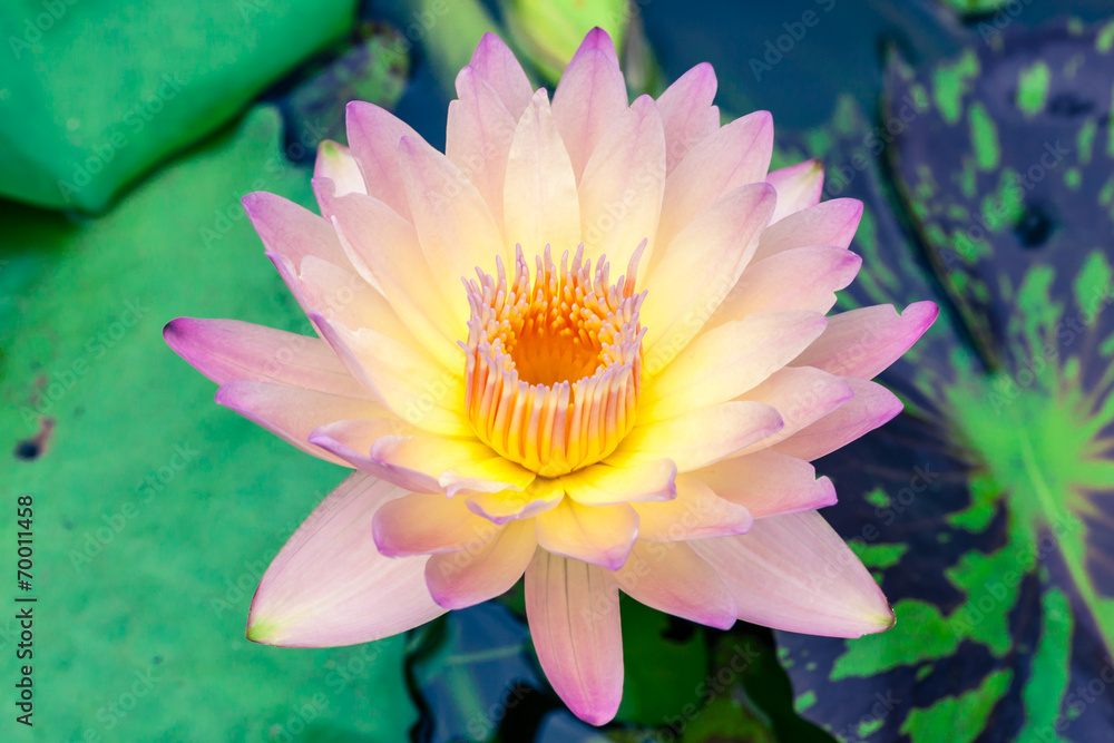 Beautiful lotus or water lily in pond