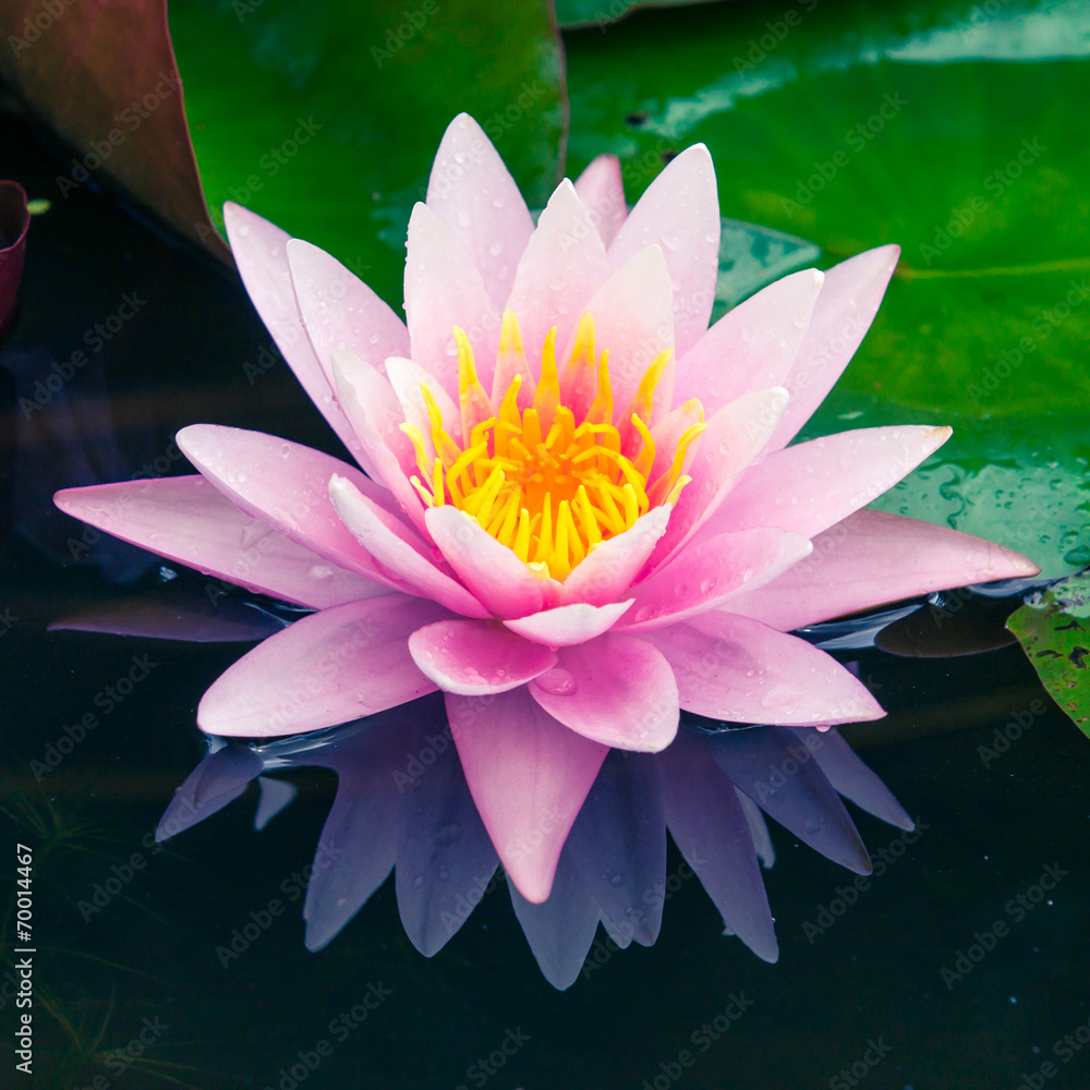 beautiful pink lotus or water lily in pond