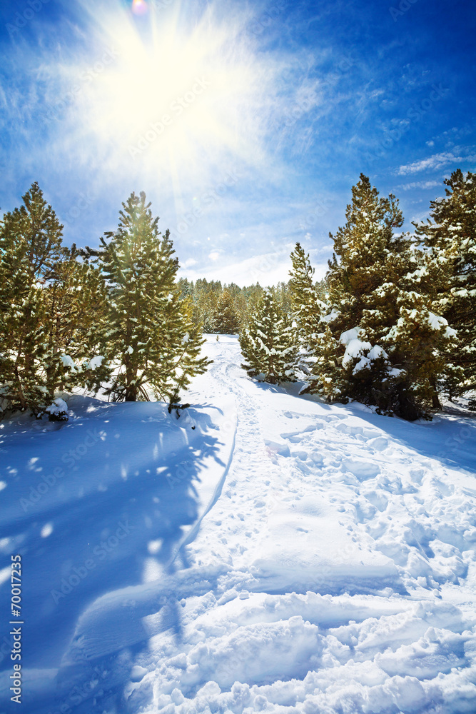 雪山森林中的雪道