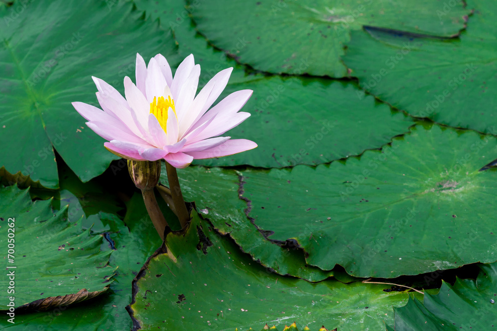 池塘里的粉莲花或睡莲