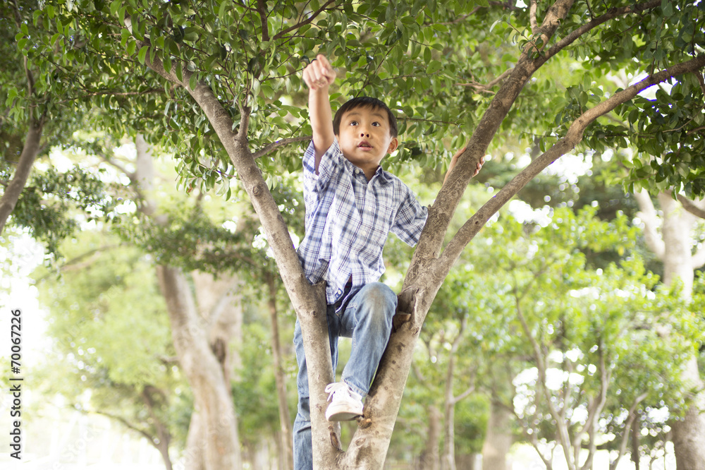 Boy climb a tree