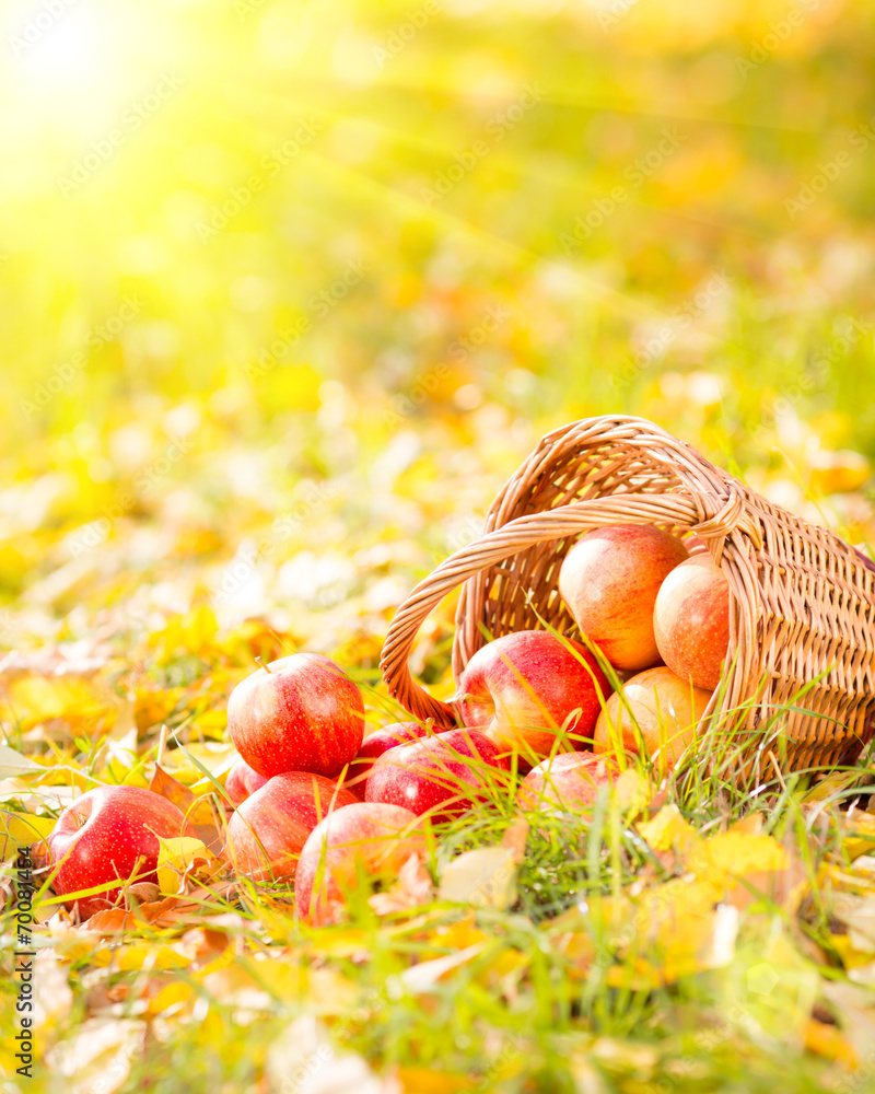 Autumn fruits