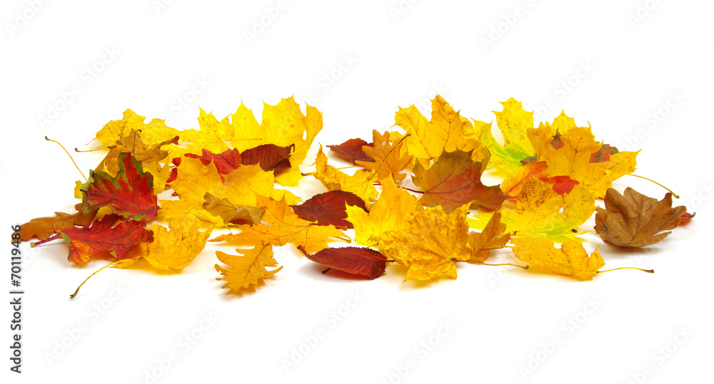 autumn leaves